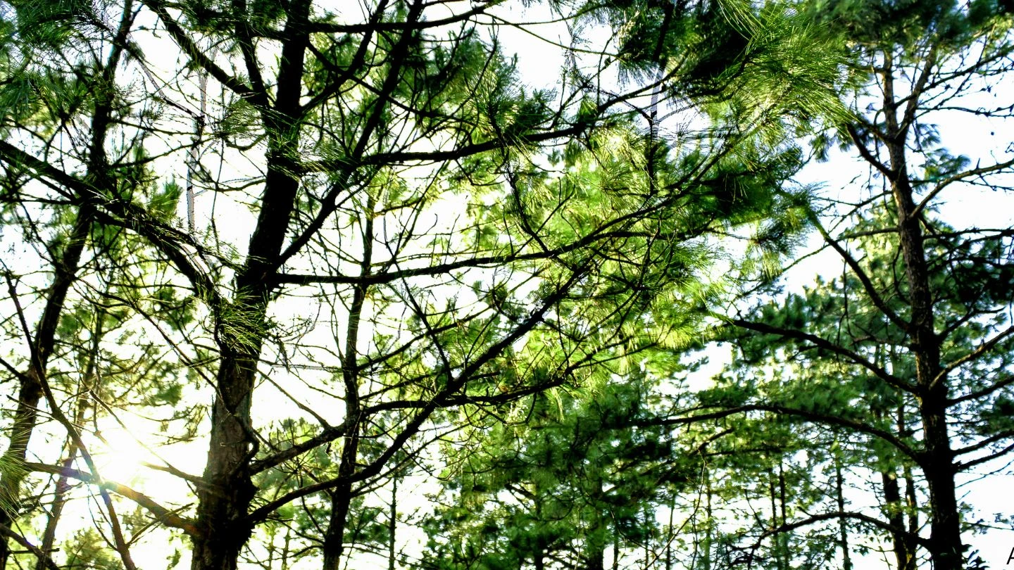 Estudos ambientais em São Paulo