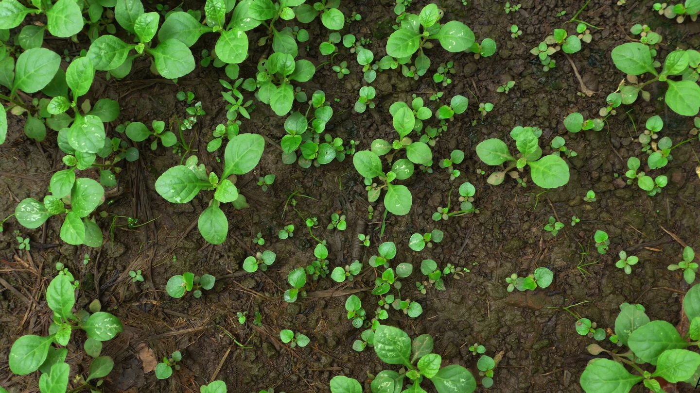 Gestão integrada de resíduos sólidos