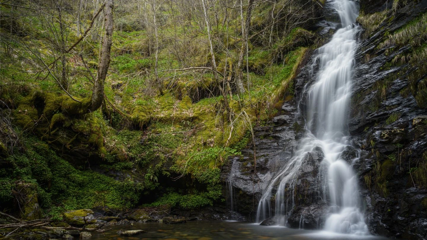 Laudo fitossanitário de árvore