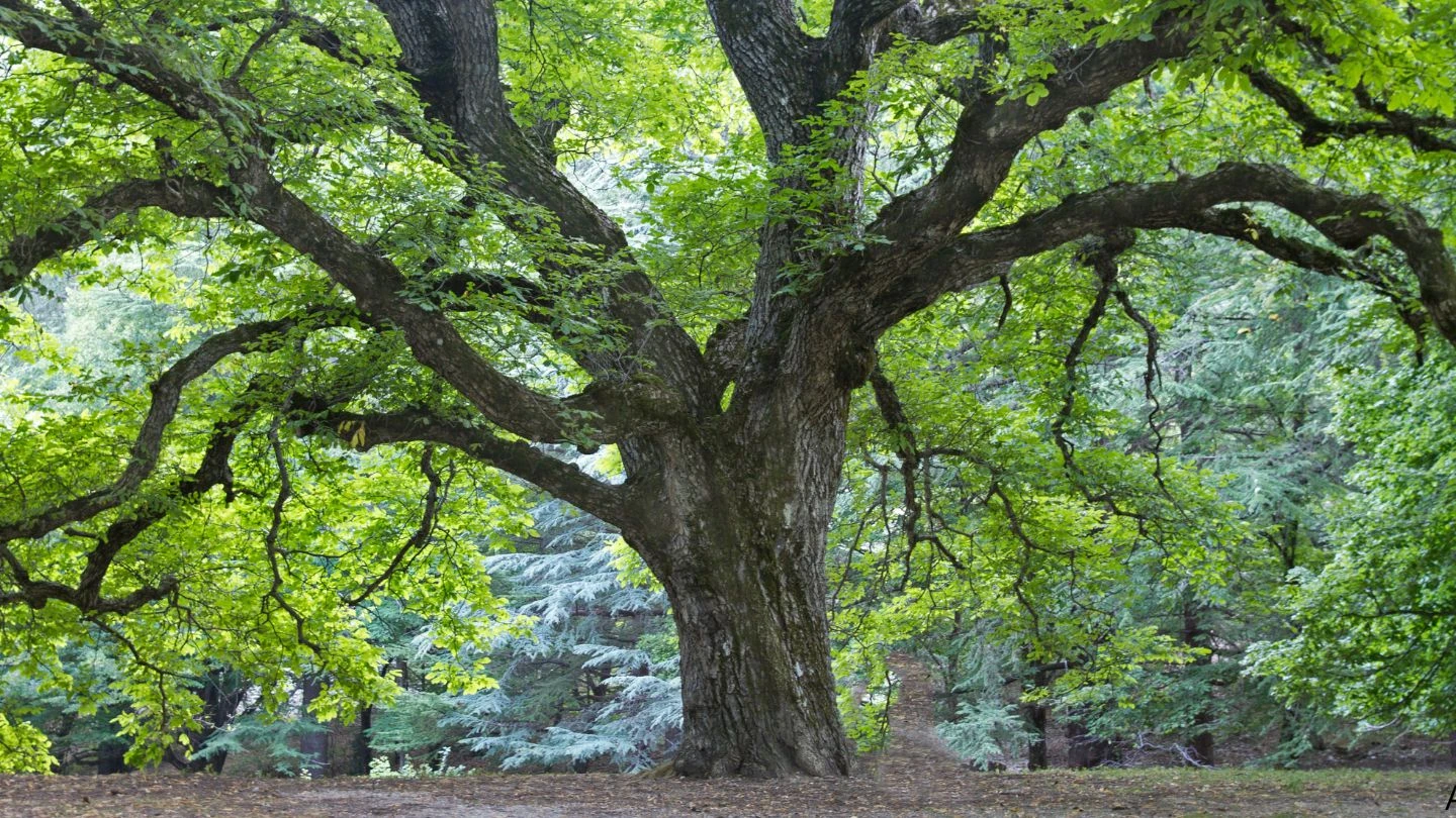 Laudo fitossanitário de árvores em área urbana