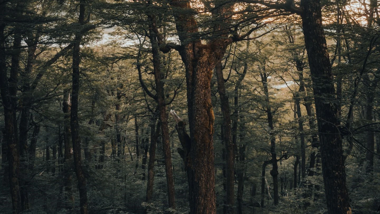 Recuperação de área degradada na Grande SP
